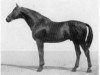 stallion Wilder Jaeger (Trakehner, 1940, from Wildbach)