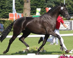 broodmare Valentina B (Westphalian, 2009, from Vivaldi)