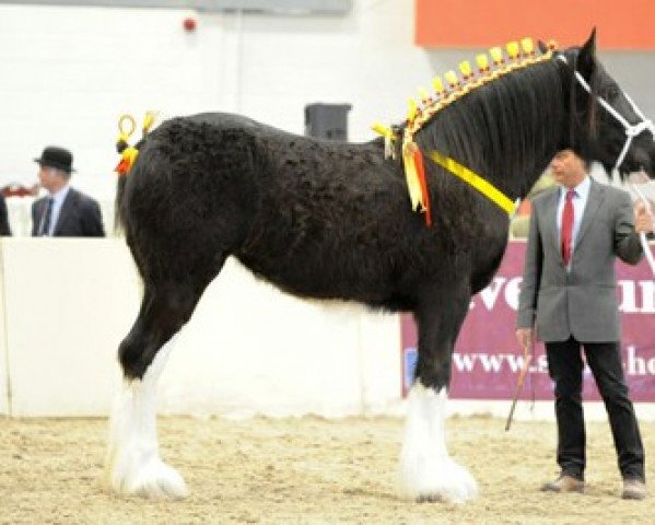 broodmare Schuhmann's Black Pearl (Shire, 2010, from Penrhos Braveheart)