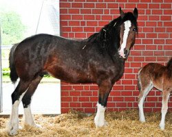 broodmare Hiraethog Lily May (Shire, 2010, from Penrhos Braveheart)