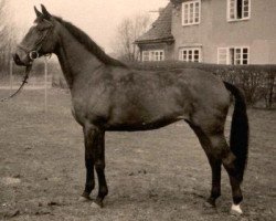 Zuchtstute Sarina (Trakehner, 1960, von Wilder Jaeger)