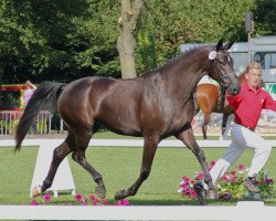 broodmare Sunrise Avenue 10 (Westphalian, 2009, from Swarovski)