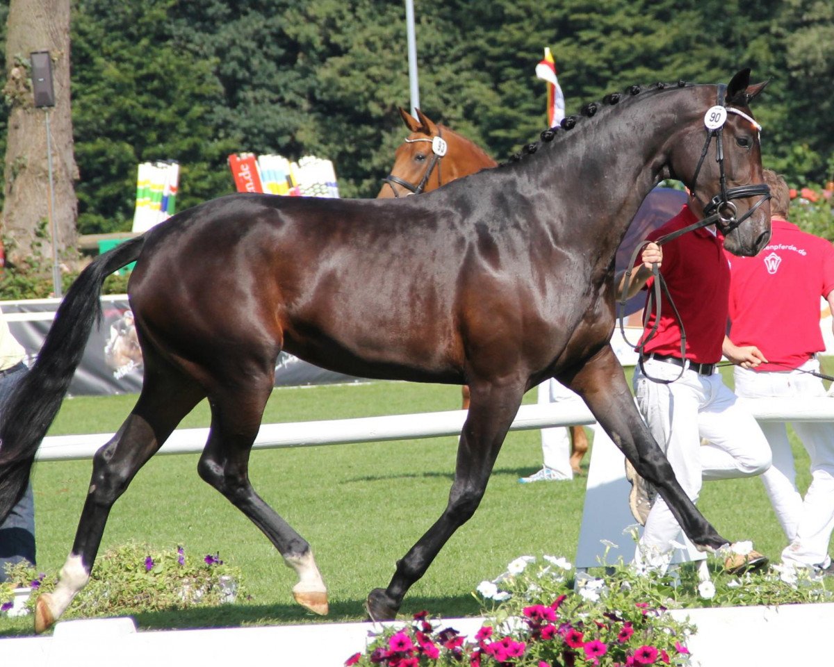broodmare Sonate (Westphalian, 2009, from Spielberg)