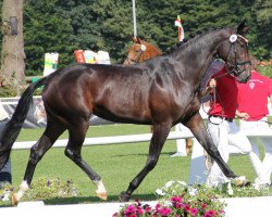 broodmare Sonate (Westphalian, 2009, from Spielberg)