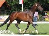 broodmare Samantha (Westphalian, 2009, from Spielberg)