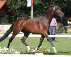 broodmare Samantha (Westphalian, 2009, from Spielberg)