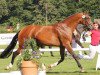 broodmare Shania (Westphalian, 2009, from Spielberg)