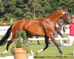 broodmare Shania (Westphalian, 2009, from Spielberg)