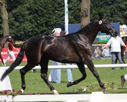 broodmare Santa Maria (Westphalian, 2009, from San Remo)