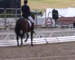 dressage horse Dreamy H 2 (Hanoverian, 2007, from Don Frederico)