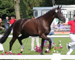 broodmare Saphira (German Riding Pony, 2009, from San Amour I)