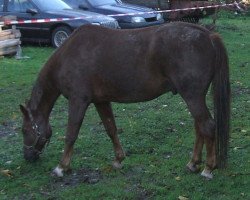 horse Pepp 2 (Westfale, 1994, from Pittsburg)