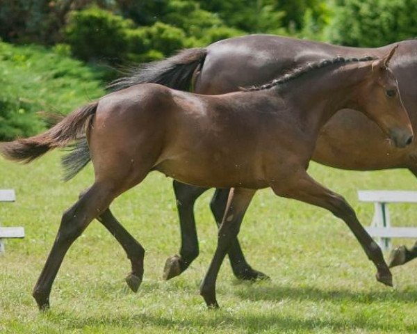 Springpferd Vigor Cüvina (unbekannt,  , von Vigo d'Arsouilles)