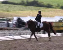 dressage horse Dagostino 10 (Hanoverian, 2007, from Don Frederico)