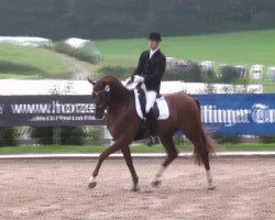 dressage horse Douro (Hanoverian, 2007, from Don Frederico)