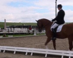 dressage horse Domenikus 2 (Hanoverian, 2007, from Don Marco 3)