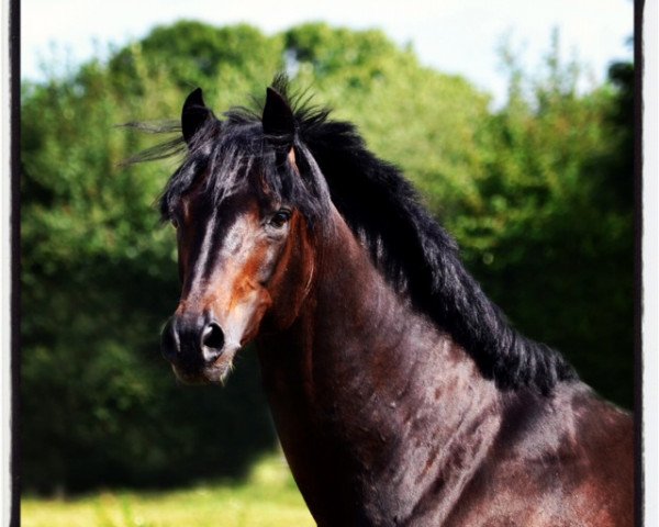 stallion D'Acord (German Riding Pony, 2001, from Da Capo)