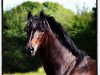 stallion D'Acord (German Riding Pony, 2001, from Da Capo)