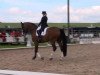 dressage horse Dany White (Oldenburg, 2002, from De Niro)