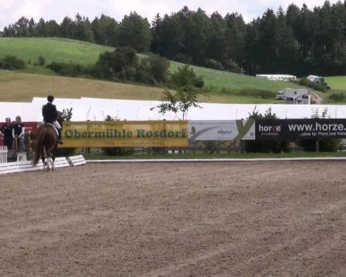 Dressurpferd Royal Mr. Sunshine (Hannoveraner, 2007, von Royal Blend)