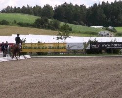 dressage horse Royal Mr. Sunshine (Hanoverian, 2007, from Royal Blend)