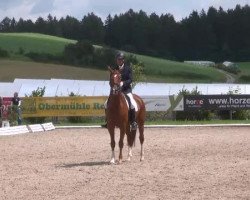 dressage horse Dondarius (Hanoverian, 2007, from Don Frederico)