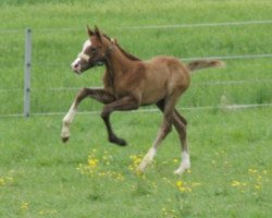 Dressurpferd Heaven's Dream (Bayer, 2012, von Don Juan de Hus)