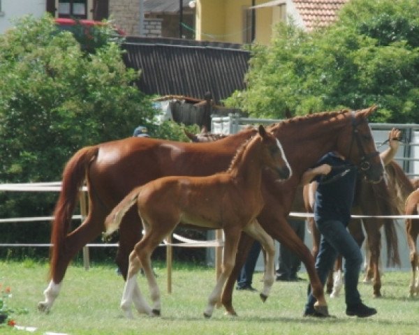 Zuchtstute Glücksfee (Bayer, 2012, von Quadroneur)