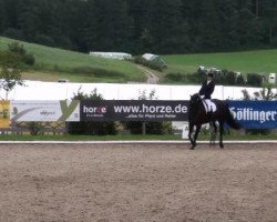 dressage horse Harry Potter 52 (Hanoverian, 2006, from Hochadel)