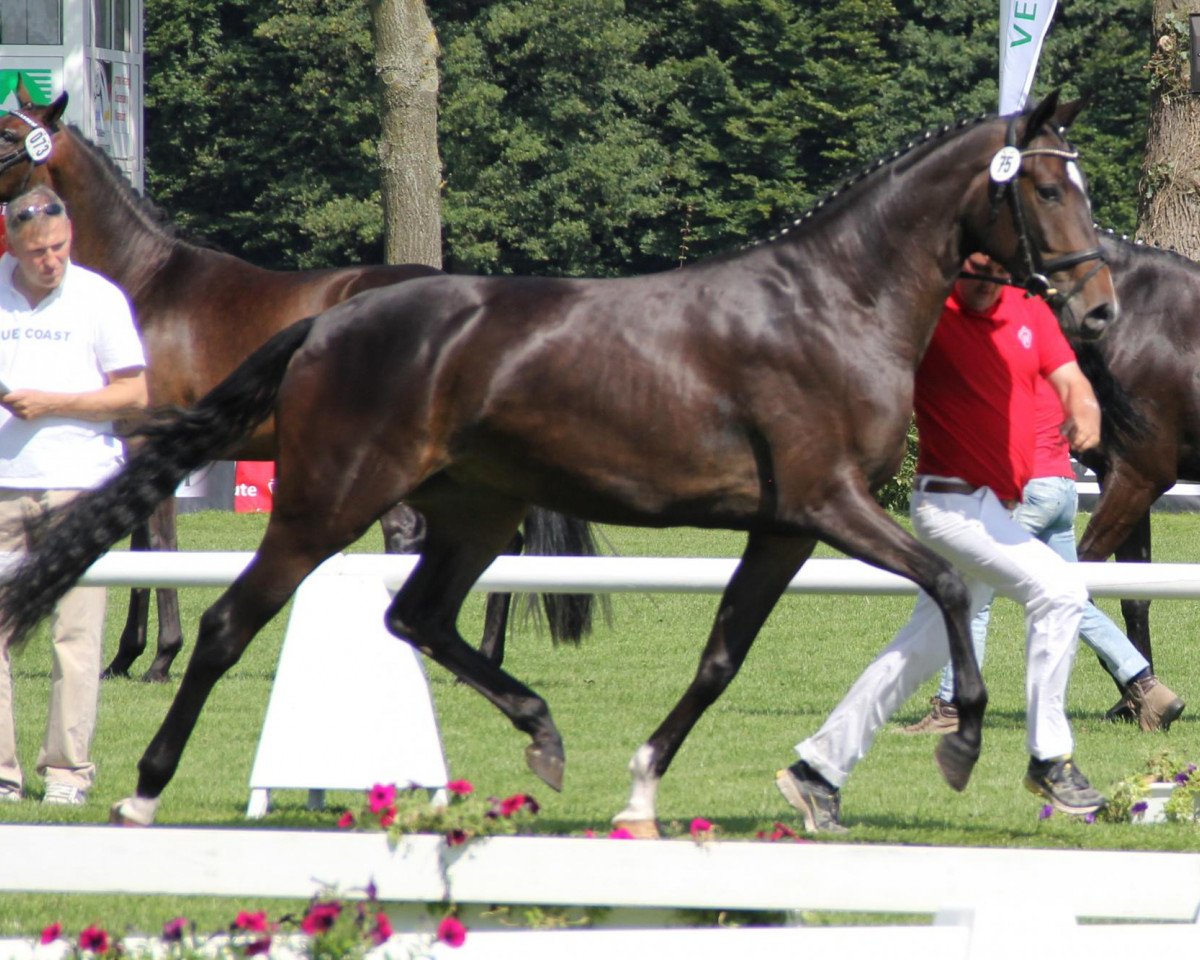 broodmare Ruby OH (Westphalian, 2009, from Rubin Cortes OLD)