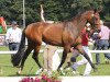 broodmare Rock'n Rose (Westphalian, 2009, from Rock Forever NRW)