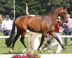 broodmare Rock'n Rose (Westphalian, 2009, from Rock Forever NRW)