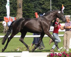 broodmare Rose Noir 7 (Westphalian, 2009, from Riccio)