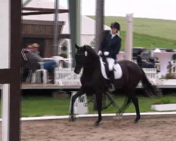dressage horse Sirius S (Hanoverian, 2007, from Sandro Hit)