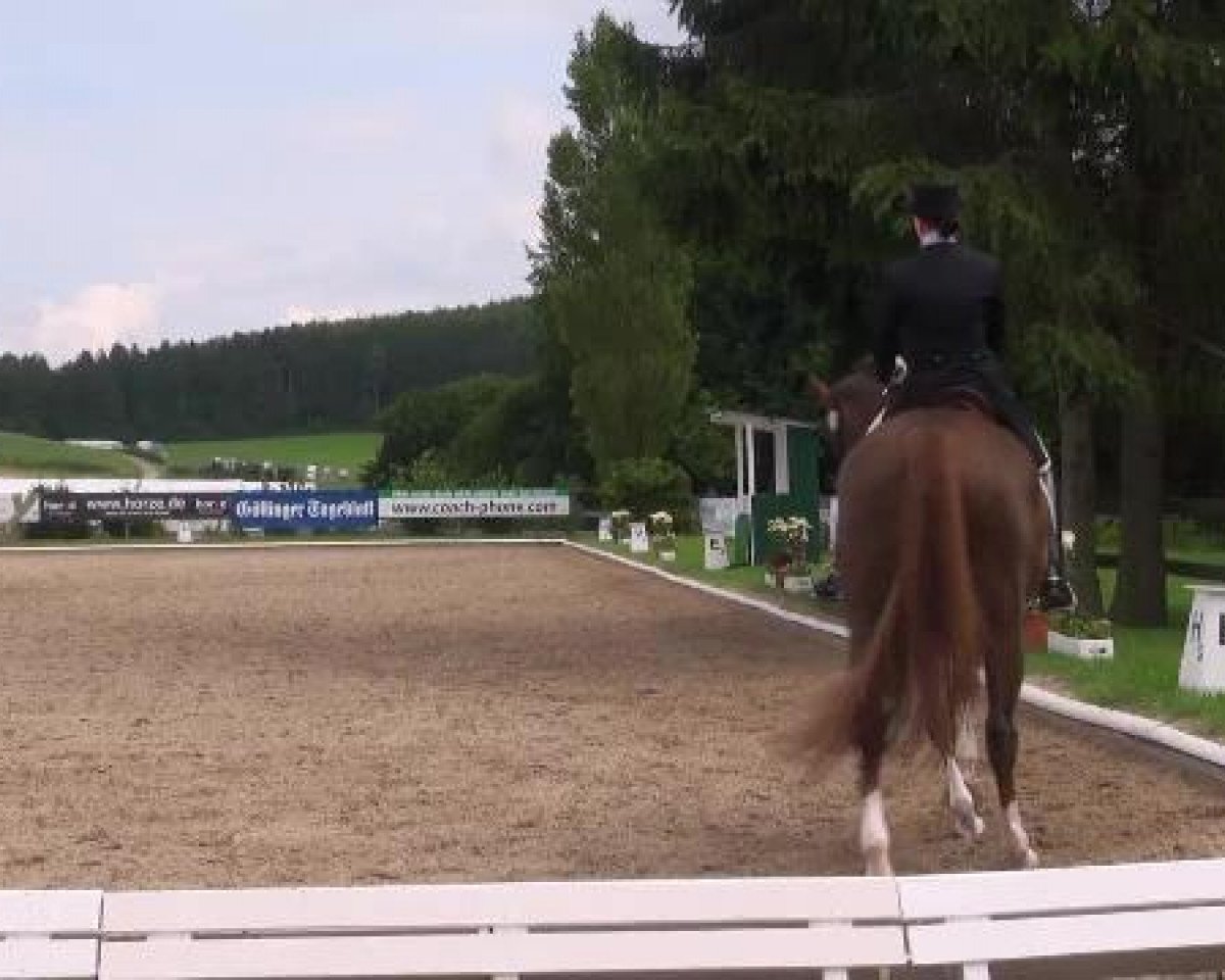 dressage horse Dressage Son (Hanoverian, 2002, from Dressage Royal)