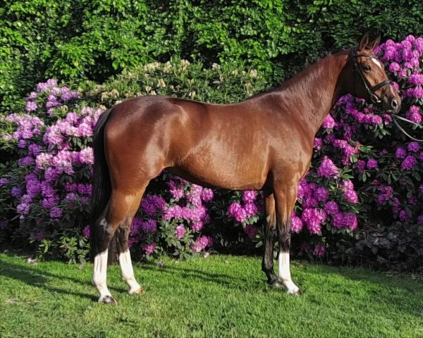 dressage horse Estelle 98 (Westphalian, 2019, from Escamillo)
