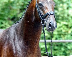 jumper Kastelango (Trakehner, 2004, from Exclusiv)