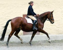 jumper Kasper (Trakehner, 2000, from Exclusiv)