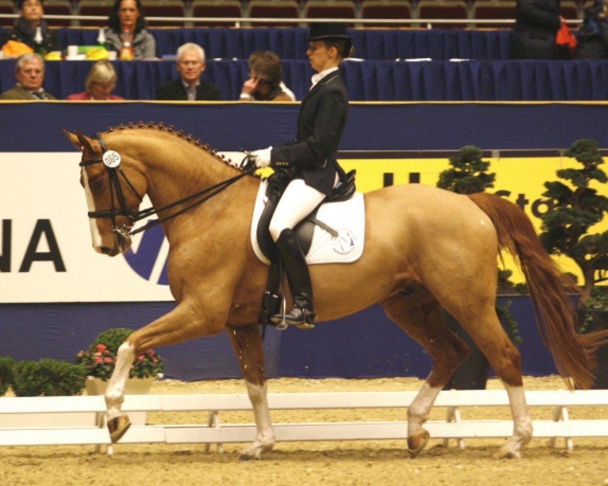 Pferd Figo 25 (Westfale, 2003, von Feinsinn)