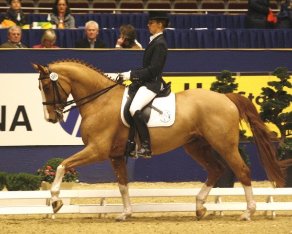 horse Figo 25 (Westphalian, 2003, from Feinsinn)