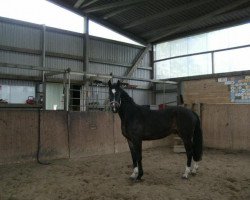 dressage horse Rainman (Hanoverian, 2009, from Rascalino)