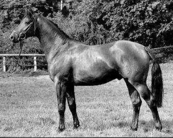 stallion Kapuccino (Trakehner, 1980, from Mozart)