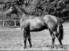 stallion Kapuccino (Trakehner, 1980, from Mozart)