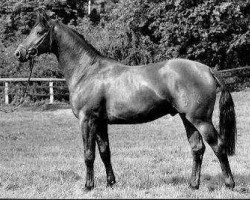 stallion Kapuccino (Trakehner, 1980, from Mozart)