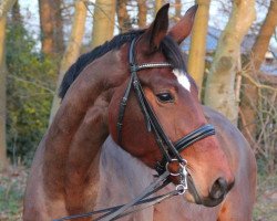 Pferd Laber Rhabarber (Oldenburger Springpferd, 2006, von Lagavulin)