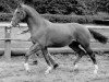 stallion Kaspareit (Trakehner, 1977, from Mozart)