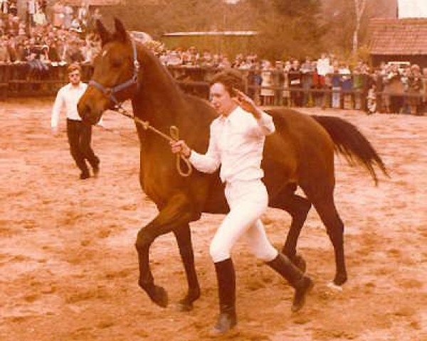 broodmare Kaprizioese (Trakehner, 1972, from Ibikus)