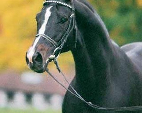 horse Michelangelo (Trakehner, 1985, from Pasteur xx)