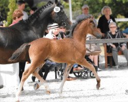 jumper Santiago's Calimero (German Riding Pony, 2015, from Santiago)