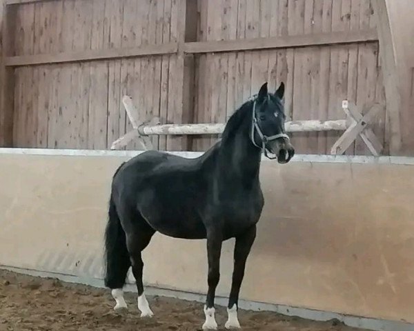 broodmare Tessy (German Riding Pony, 1999, from Top Debino)